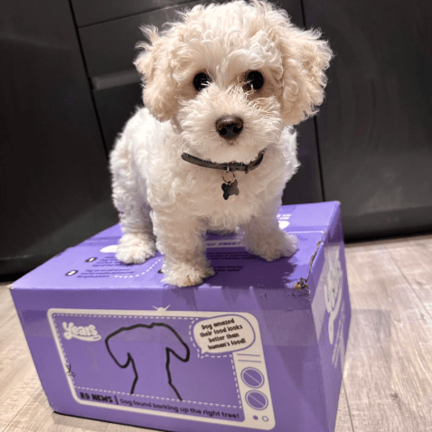 cavapoo dog on a years box