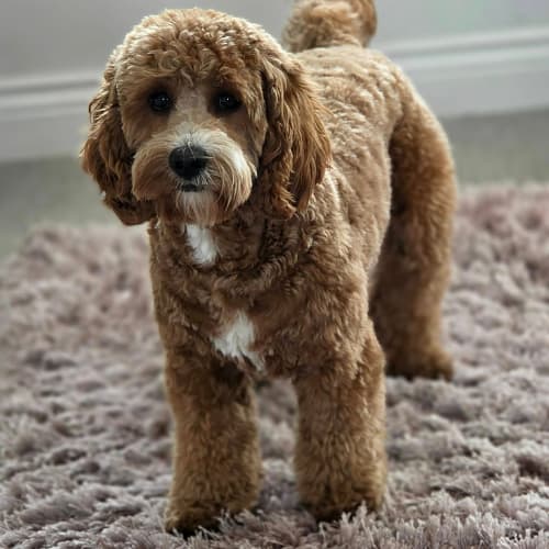 Cavapoo on a rug