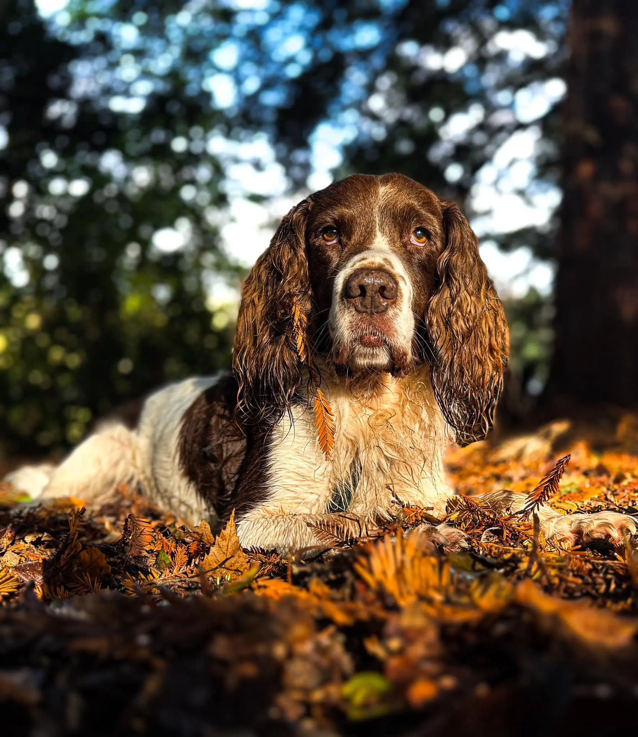 cocker spaniel