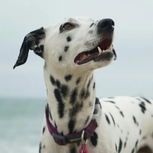 dalmatian dog by the water
