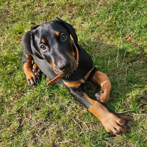Doberman puppy on the grass