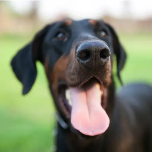 Dobermans nose