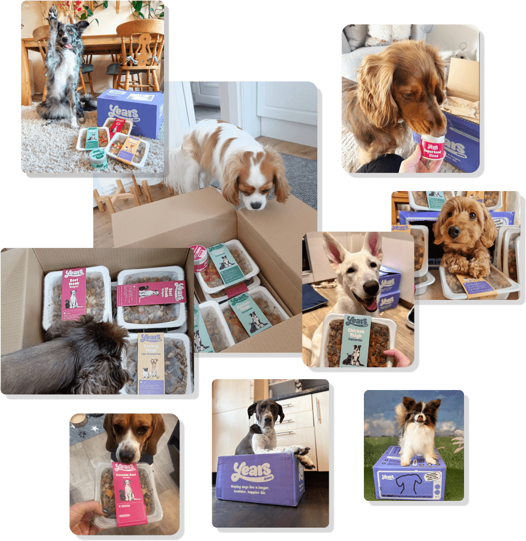 Selection of dogs reviewing the best fresh dog food