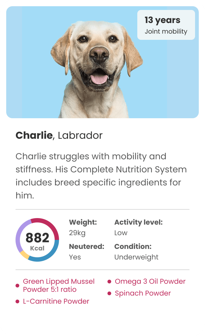 personalised dog food for labrador with joint mobility