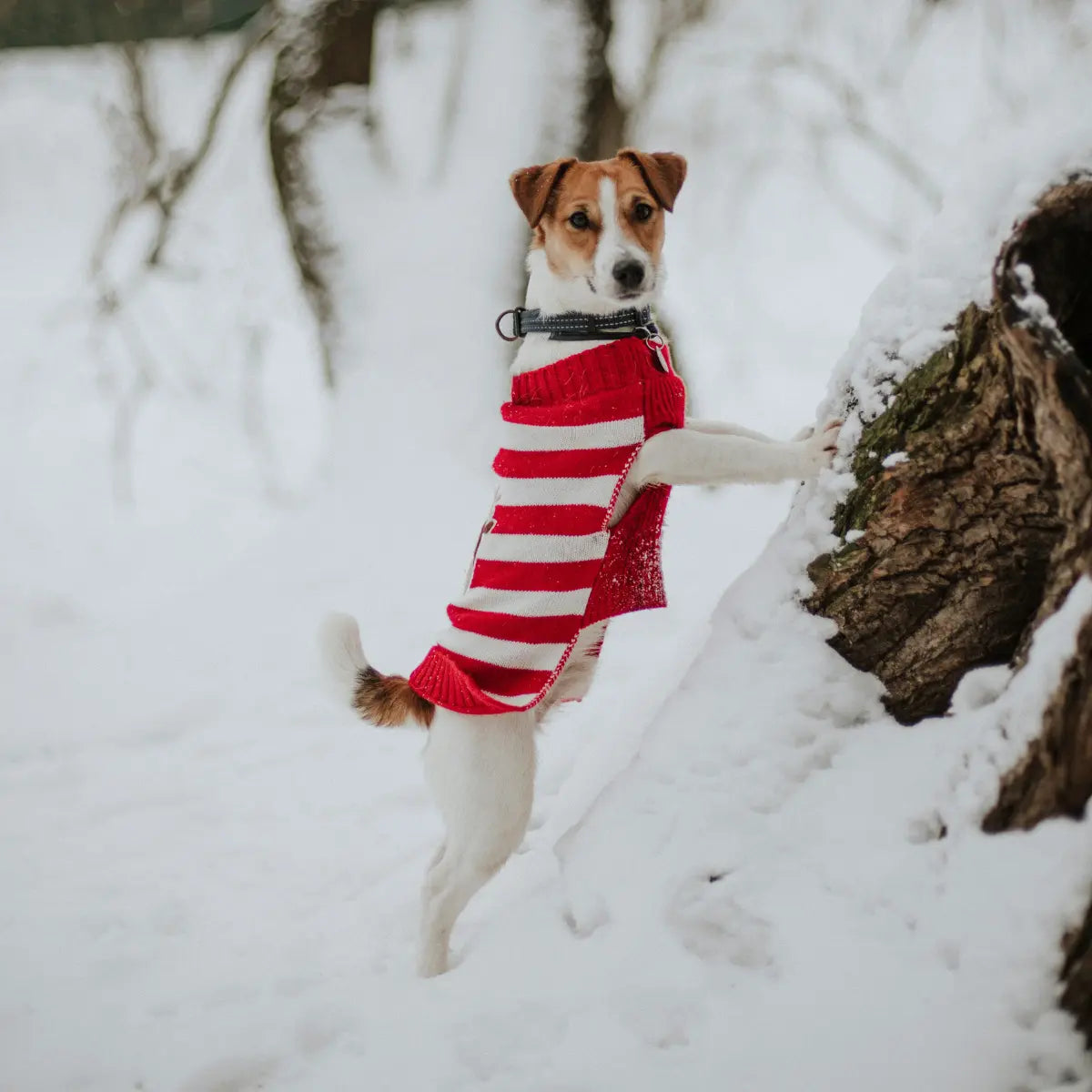 Jack Russell in a coat on a log 