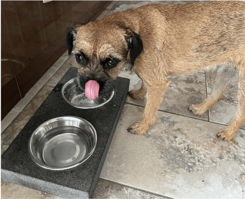 Poppy licks her bowl of the best fresh dog food clean