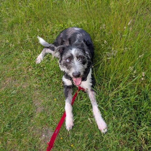 lurcher on grass