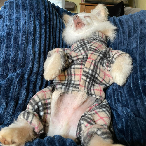 Pomeranian asleep on the sofa