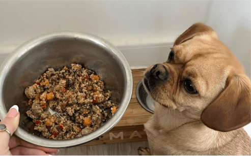 dog with food bowl