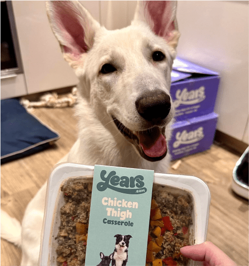 dog with food