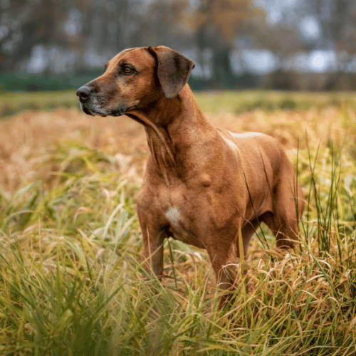 Rhodesian Ridgeback in grass