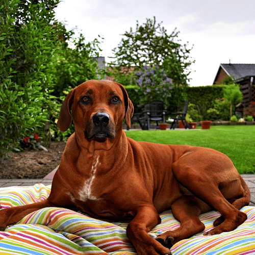 Rhodesian Ridgeback on striped dog bed