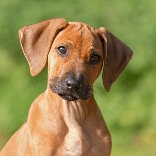 Rhodesian Ridgeback puppy