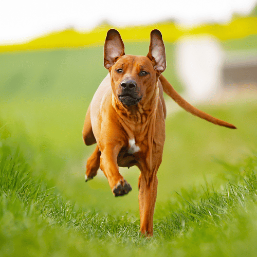 Rhodesian Ridgeback running