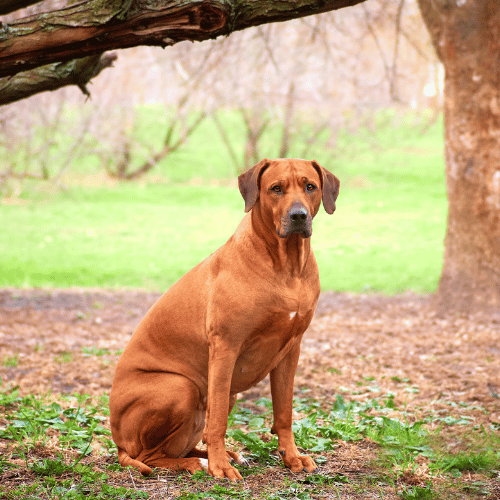 Rhodesian Ridgeback under a tree