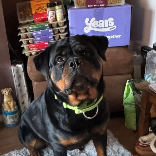 Rottweiler dog with Years meals on sofa