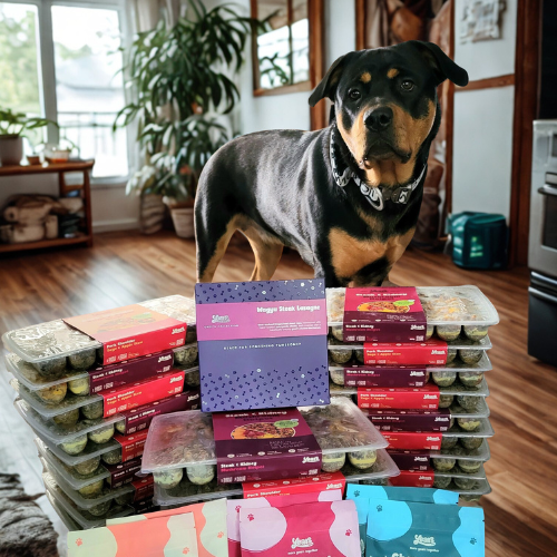 Rottweiler with Years meals in house
