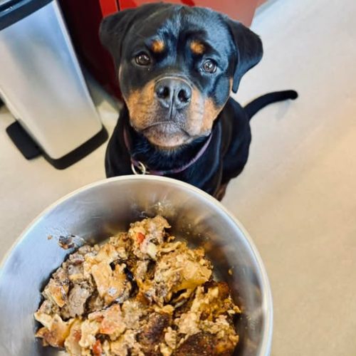 Rottweiler with bowl of Years food
