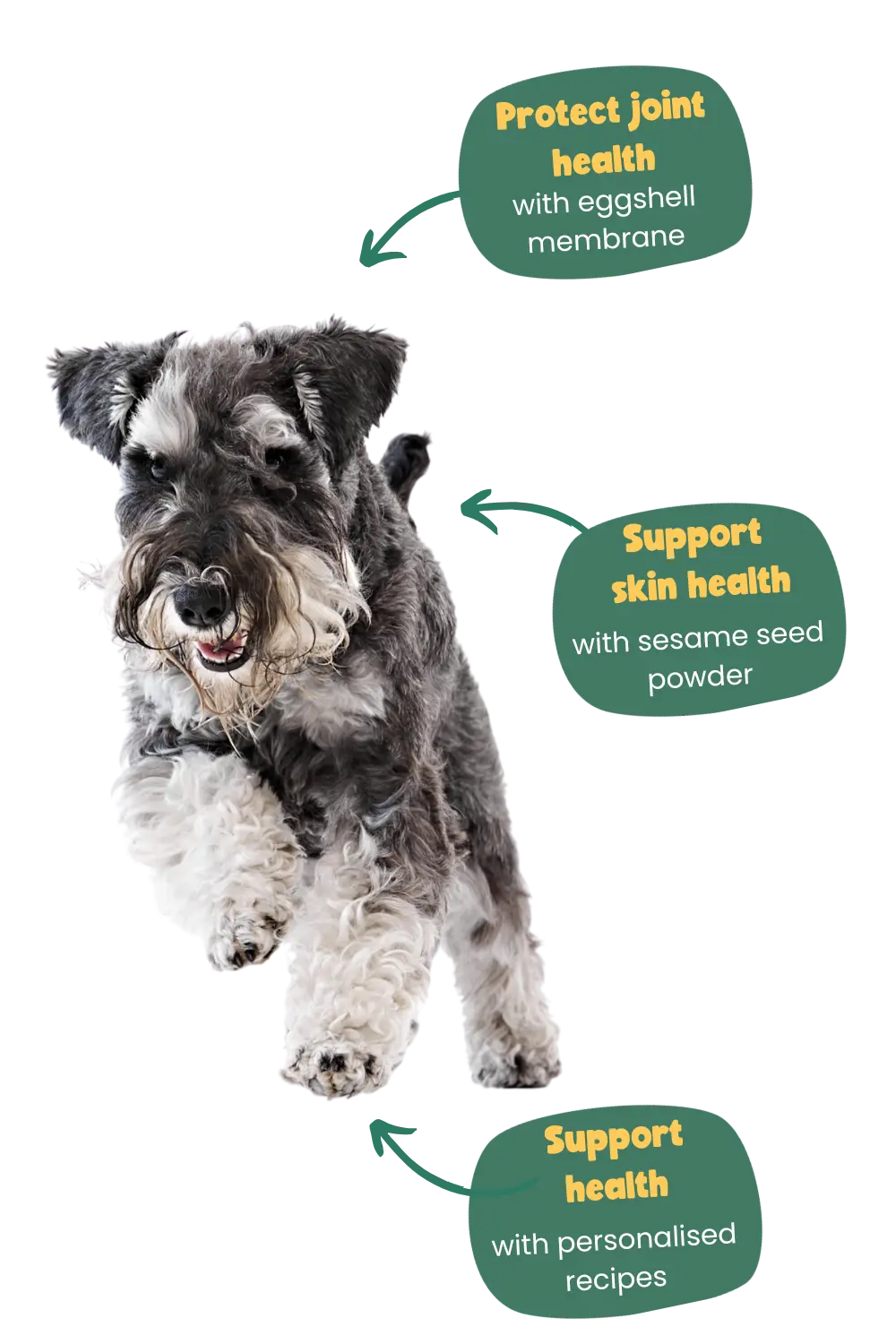 Schnauzer health benefits