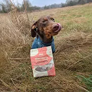 Dachshund