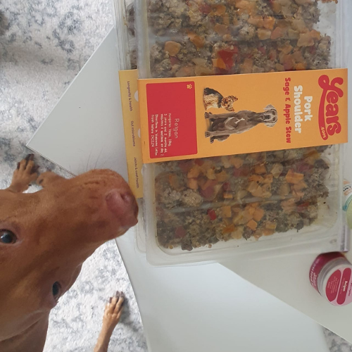 Vizsla with Years meals