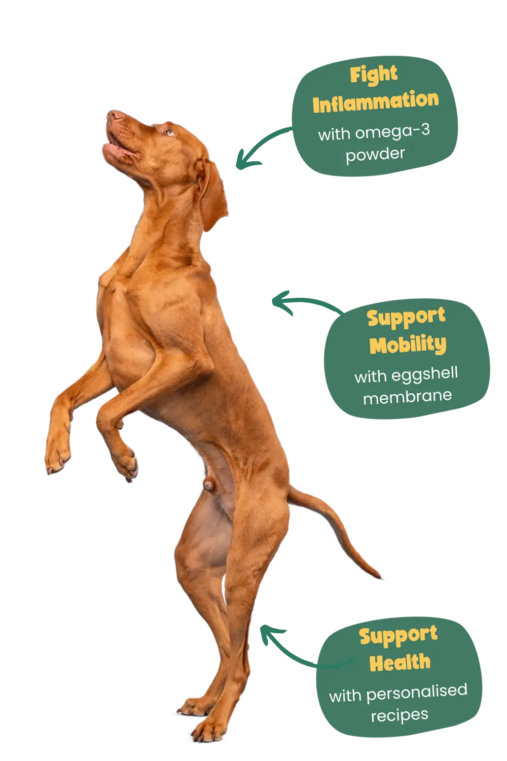Years benefits for a Vizsla 