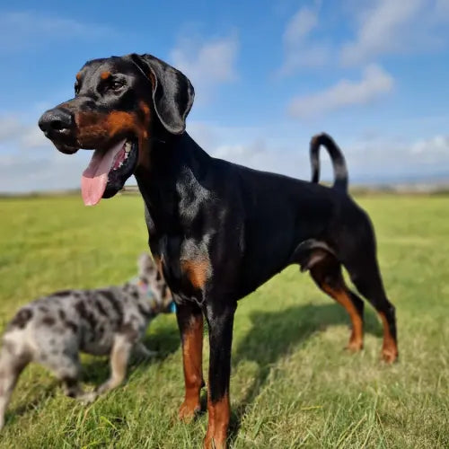 adult Doberman on the grass with French bulldog