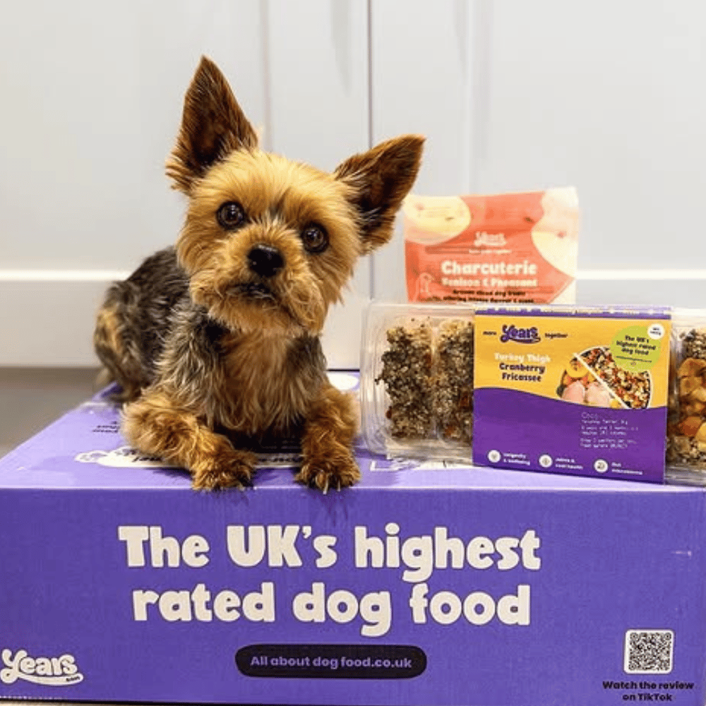 Small dog sitting on a table with Year's dog food packaging in the background