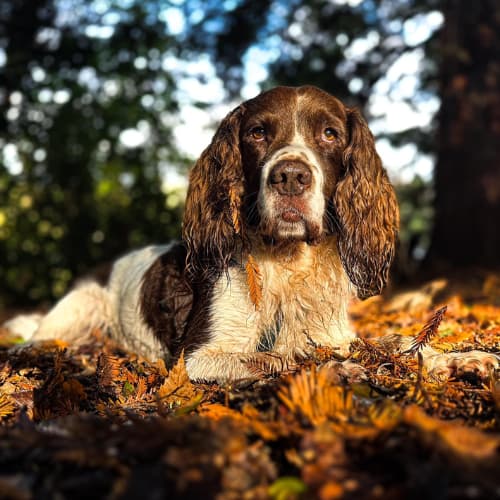 springer spaniel in autumn leaves