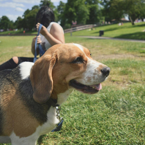 beagle in the park