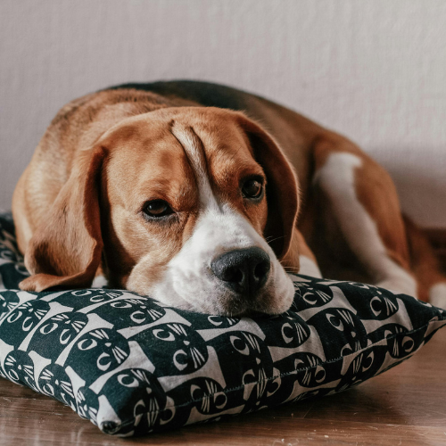 beagle on cushion
