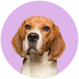 Beagle profile picture