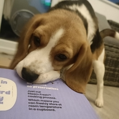 Beagle with Years box