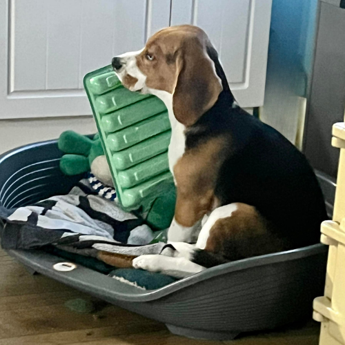 Beagle with Years tray