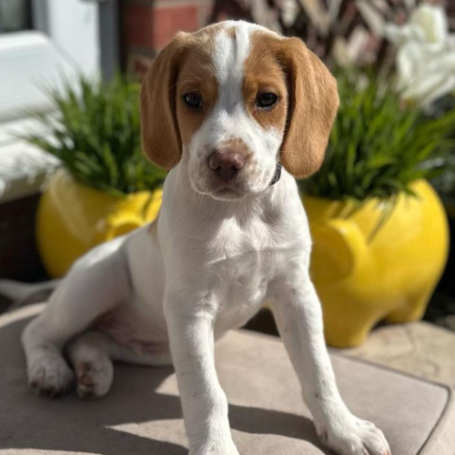 Beagle with yellow pots