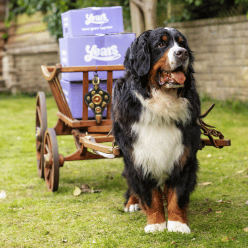 Bernese Mountain dog standing next to a wooden cart with Years boxes on a grassy area.