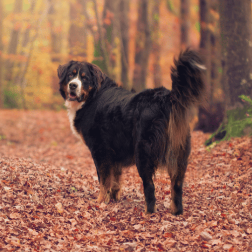 Bernese Mountain Dog in forest
