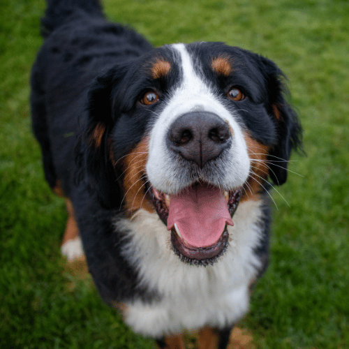 Bernese Mountain Dog with a happy expression on grass