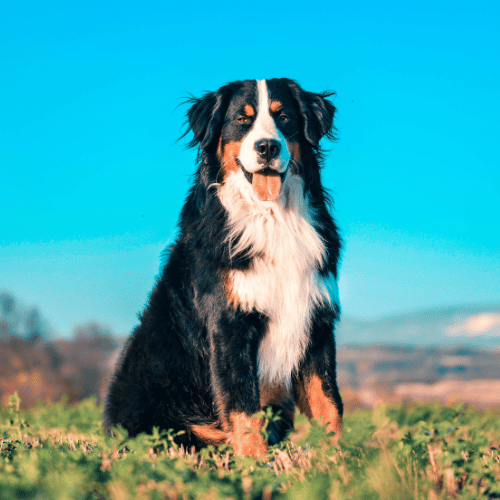 Bernese Mountain Dog sitting in a grassy field with a clear blue sky.