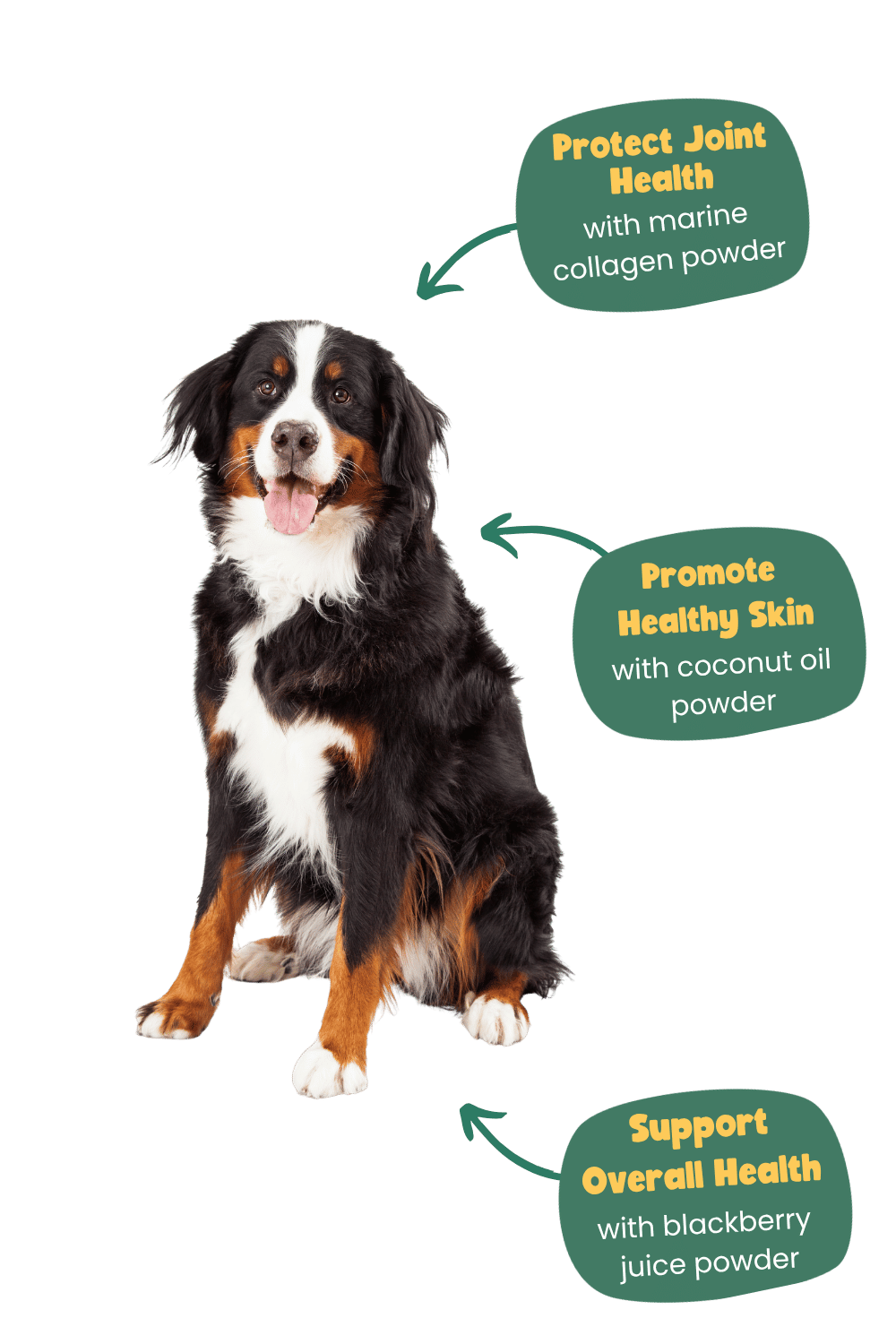 Bernese Mountain Dog