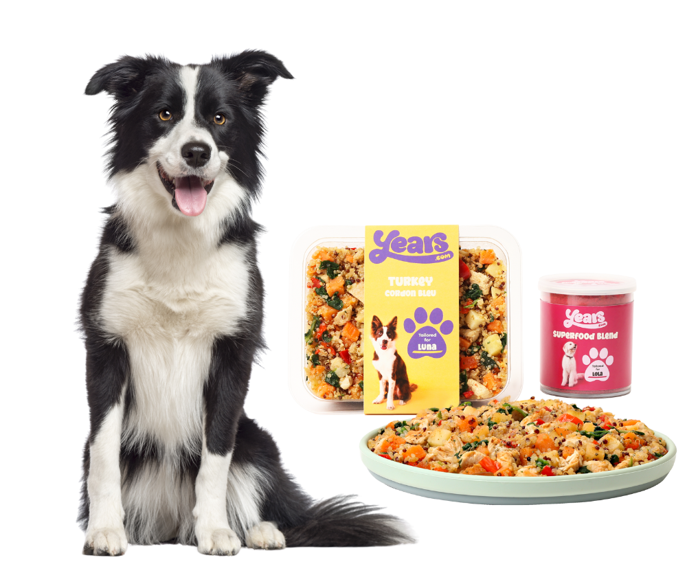 long haired border collie with years food and breed supplement