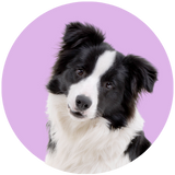 border collie icon