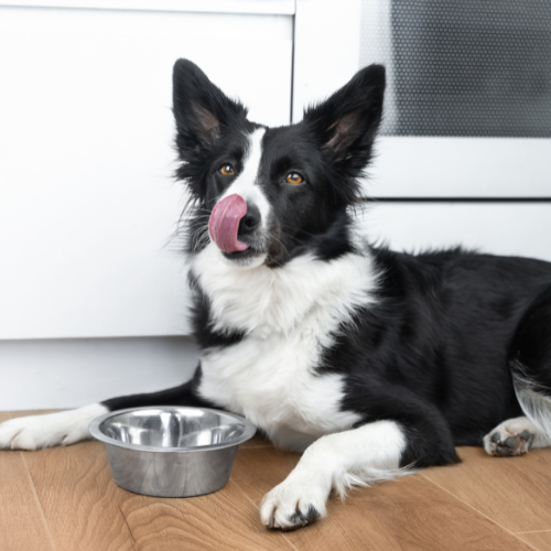 border collie licking mouth after finishing food