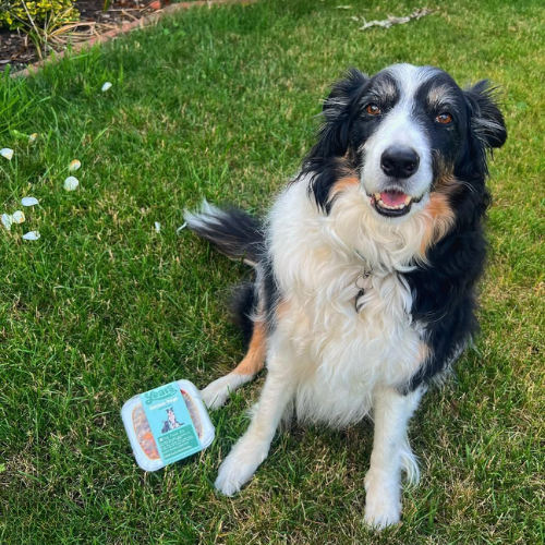 happy border collie in garden with Years food
