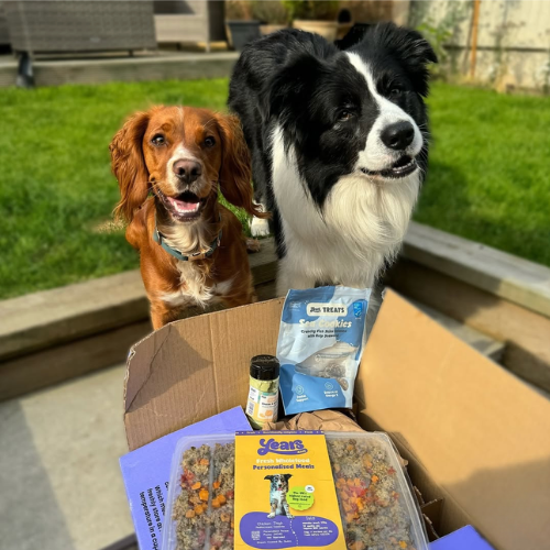 collie and spaniel in garden with Years food delivery 