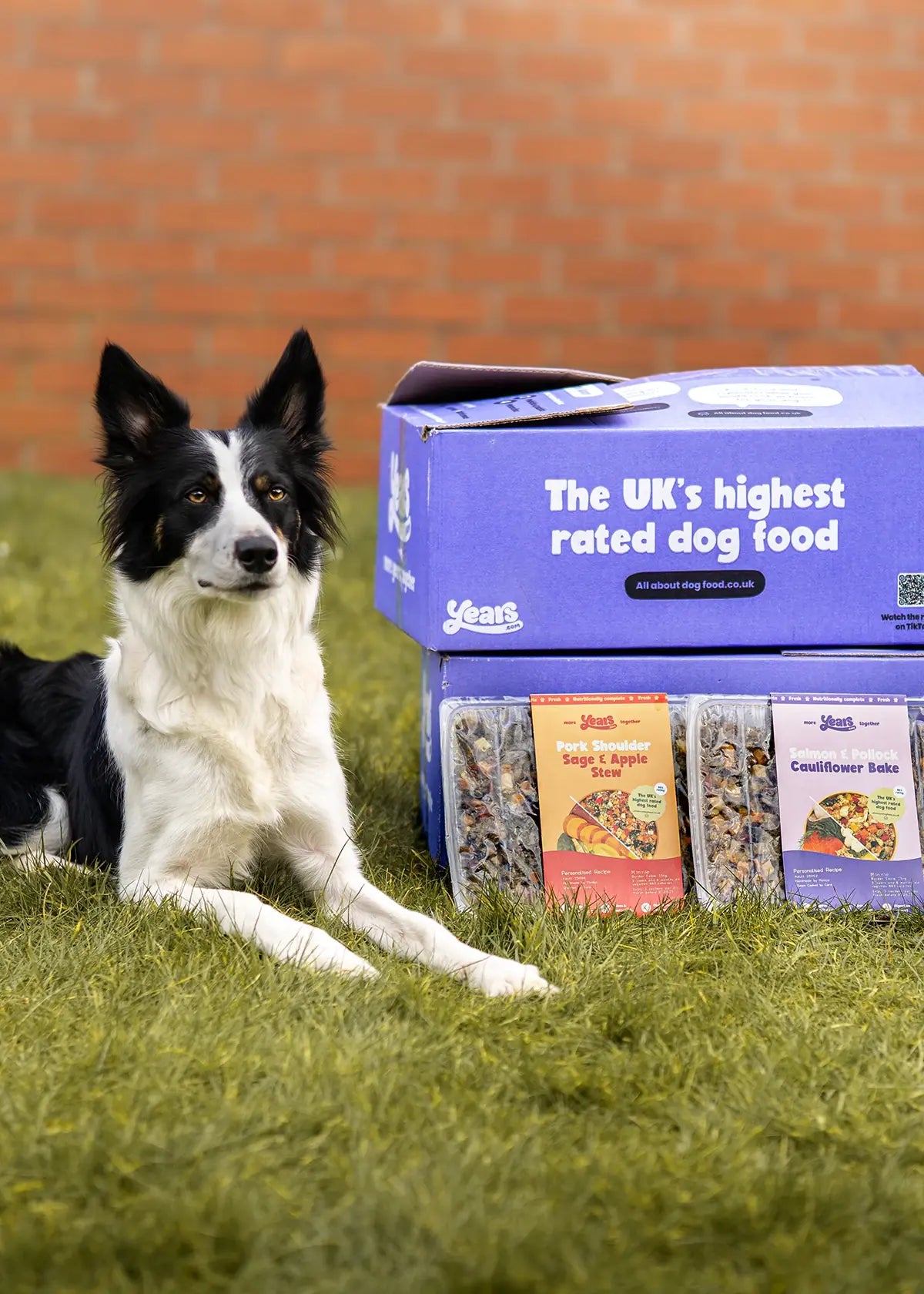 When to Switch to Adult Dog Food Border Collie: Expert Guide