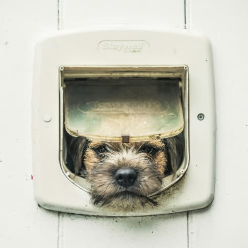 Border Terrier in a cat flap