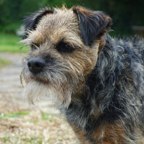Border Terrier's face