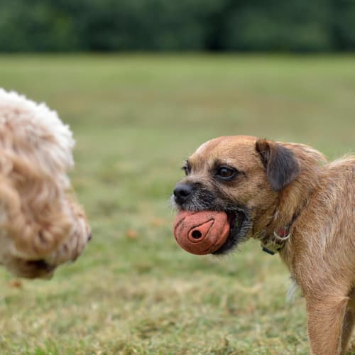 Border Terrier playing in a park with a ball