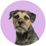 Border terrier profile